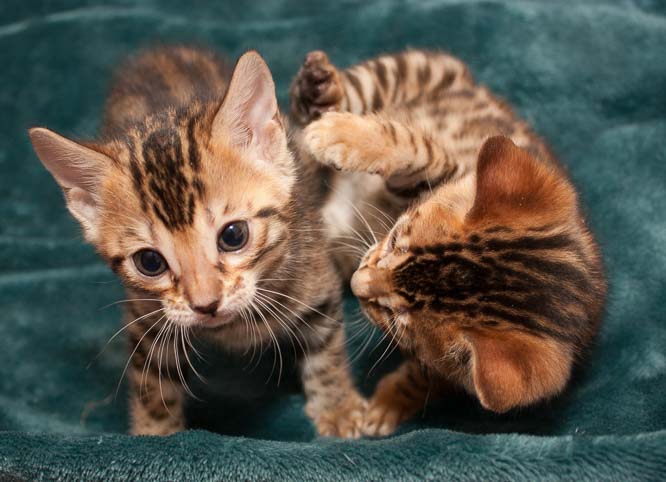 kittens playing